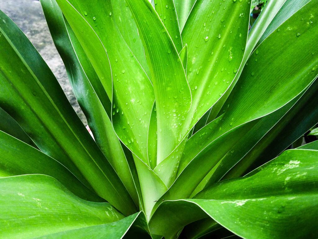 tierra
