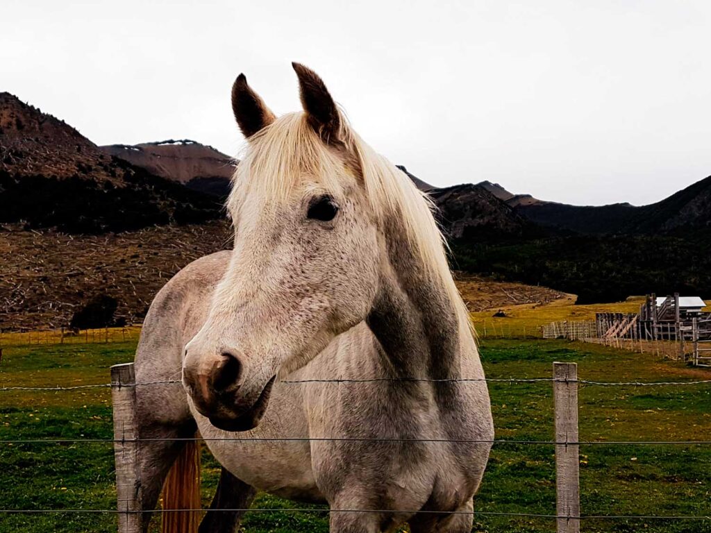 Día Mundial de los Animales