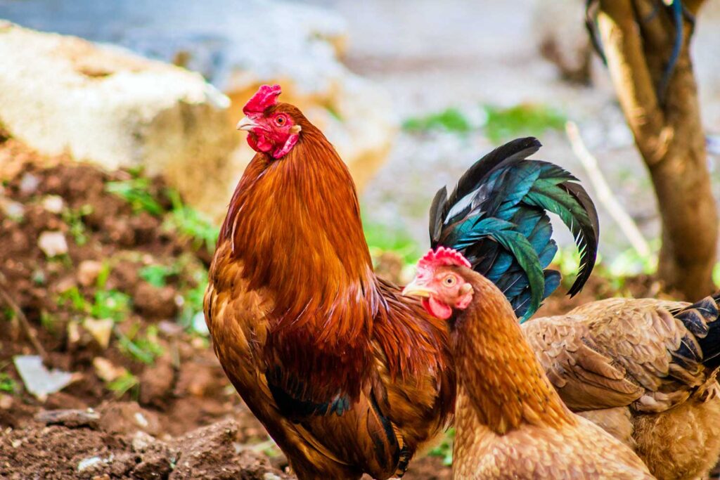 Día Mundial de los Animales