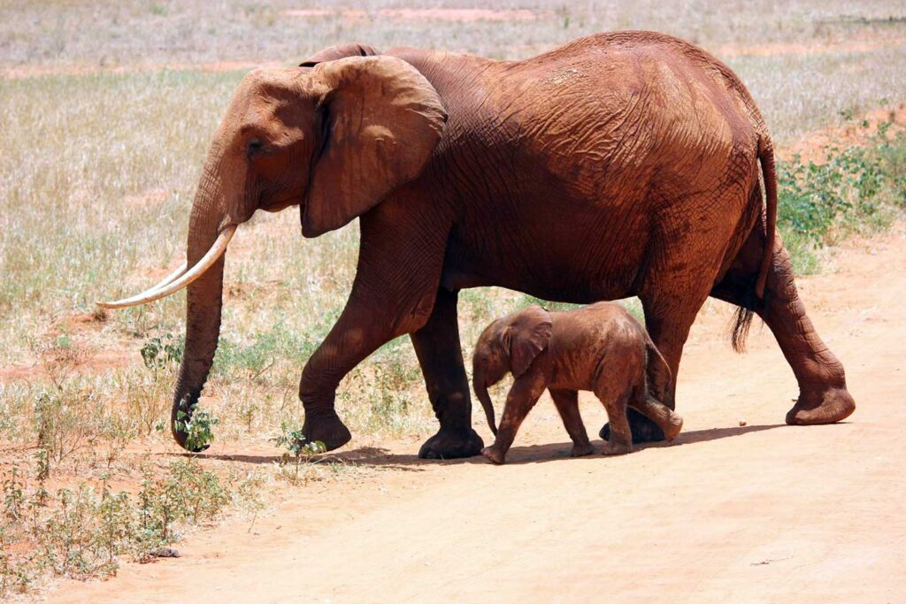 Día Mundial de los Animales