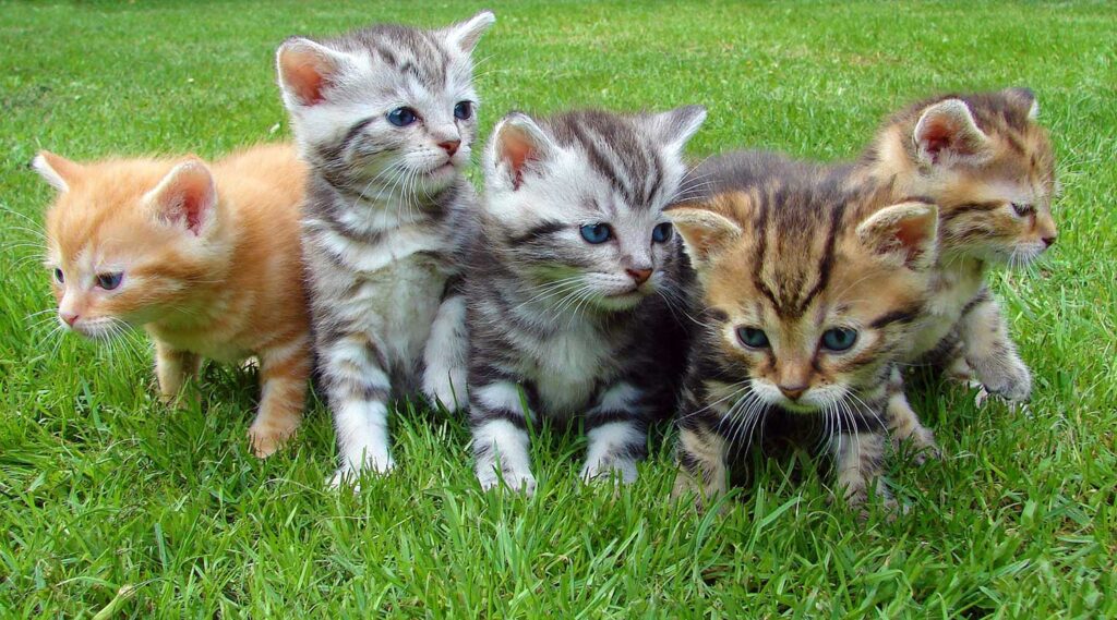 Día Mundial de los Animales