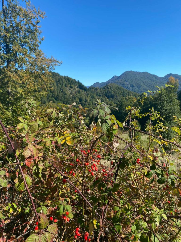 bosque nativo en La Araucanía