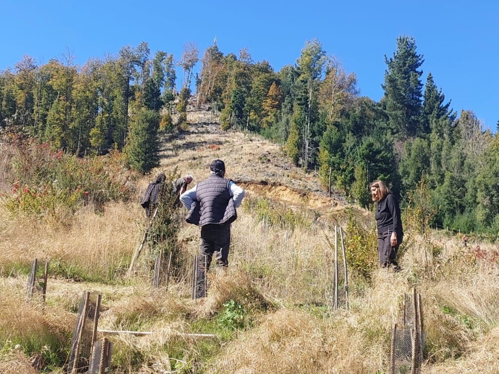 bosque nativo en La Araucanía