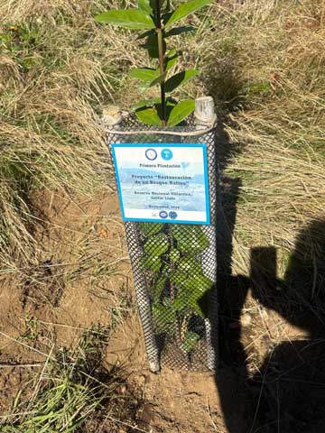 bosque nativo en La Araucanía