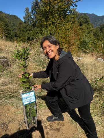 bosque nativo en La Araucanía