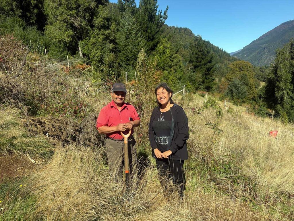 bosque nativo en La Araucanía