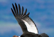 Cóndor Andino: El gigante del cielo